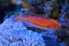 Wrasse: Longfin Fairy