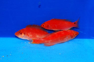 Wrasse: Marjorie Fairy; Female