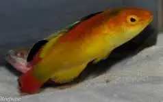 Wrasse: Nahackyi Fairy; Male