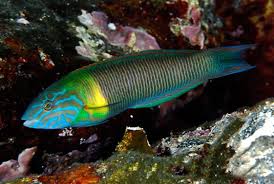 Wrasse: Newtoni African; Africa