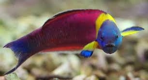 Wrasse: Paddlefin; Fiji