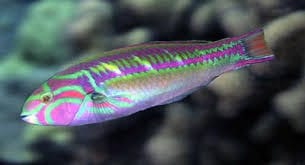 Wrasse: Rainbow; Africa