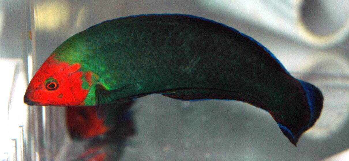 Wrasse: Red Head; Male