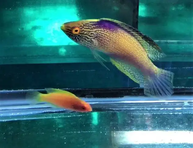 Wrasse: Rhomboid : PAIR;Mar