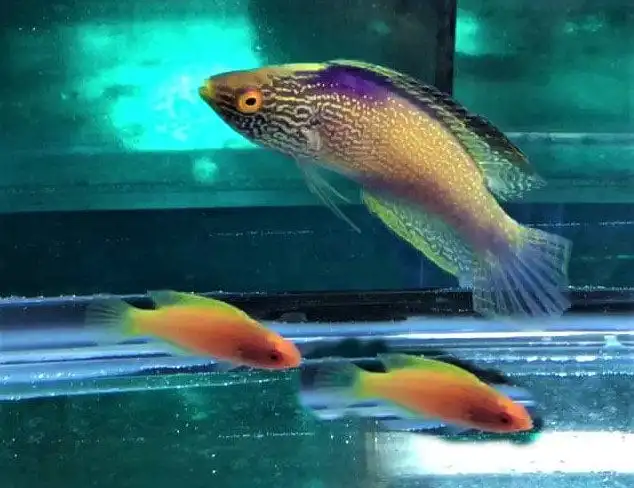 Wrasse: Rhomboid; Trio Mar