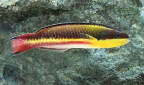 Wrasse: Rock; Fiji