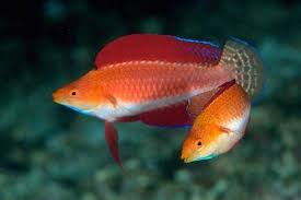 Wrasse: Ruby Finned Fairy; Supe