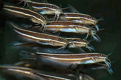 Misc. Fish: Coral Catfish