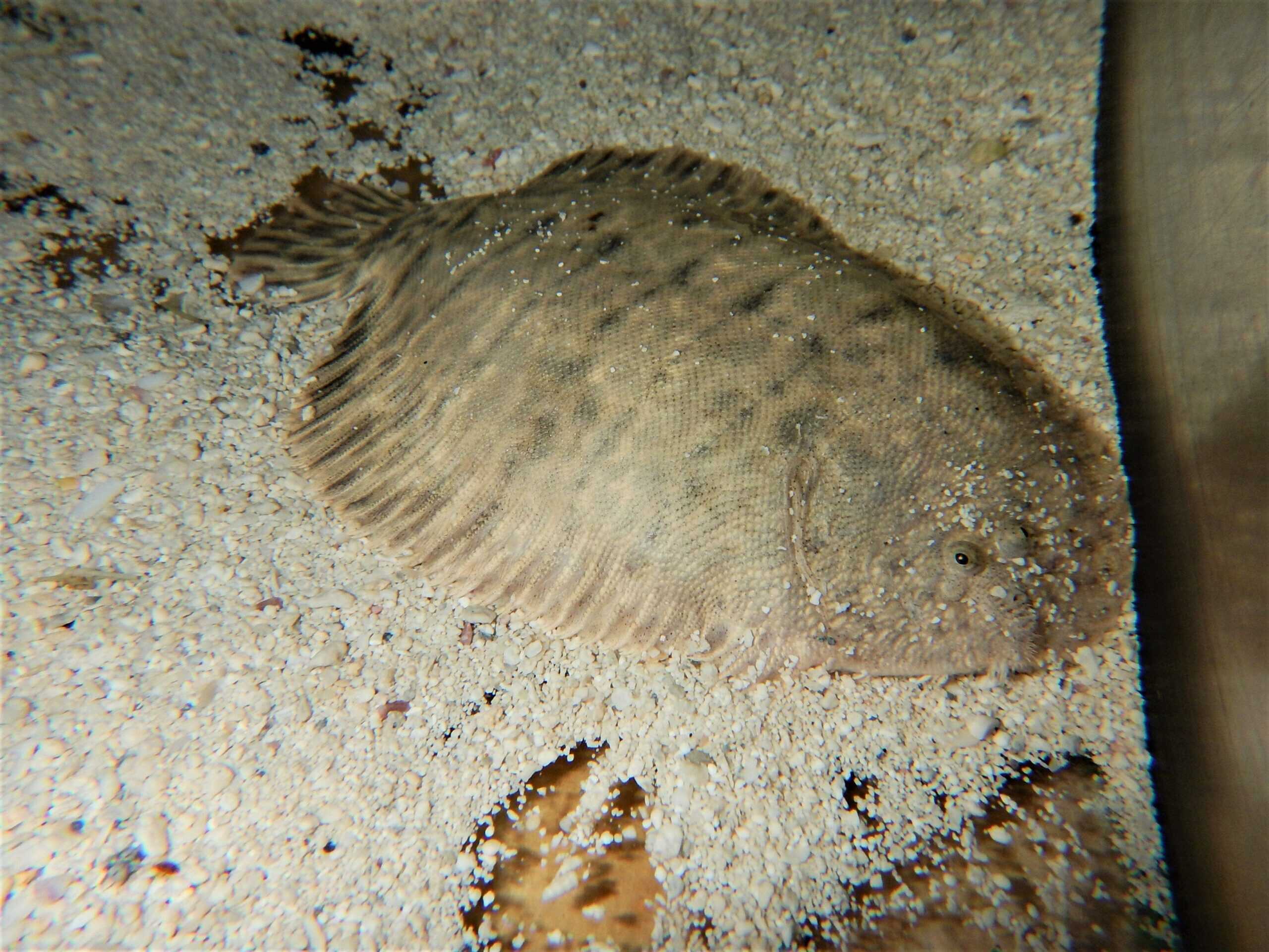 Misc. Fish: Flounder