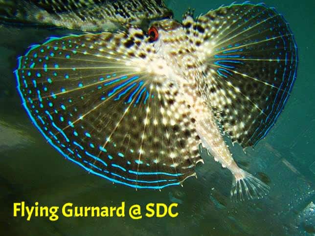 Misc. Fish: Flying Gunard