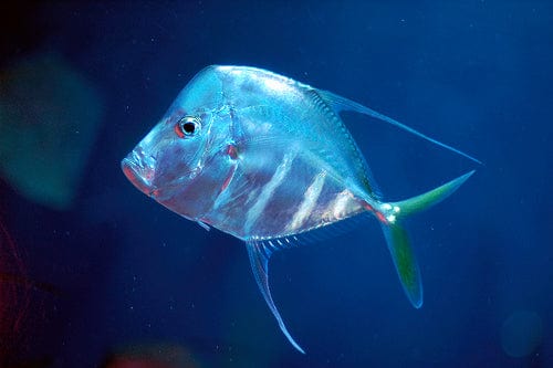 Misc. Fish: Look Down Fish; Atl.