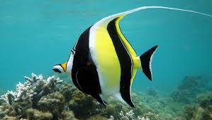 Misc. Fish: Moorish Idol; Haw.