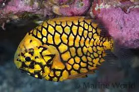 Misc. Fish: Pinecone Fish; Japan