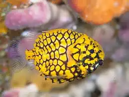 Misc. Fish: Pinecone Fish; Aus.