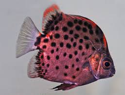 Misc. Fish: Red Scat - Scatophagus argus