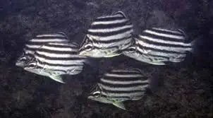 Misc. Fish: Stripey Fish; Aus.