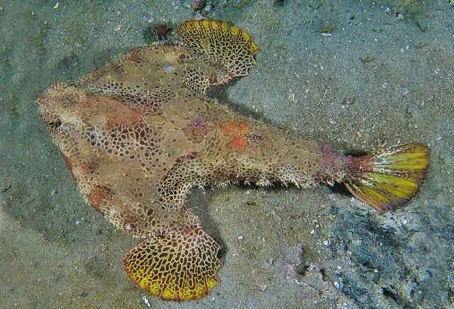 Misc. Fish: Walking Batfish; Atl.