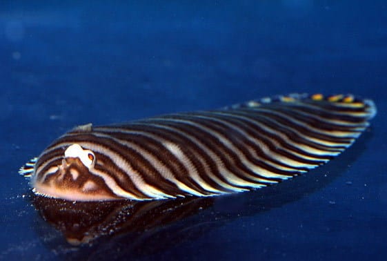 Misc. Fish: Zebra Flounder; Atl.