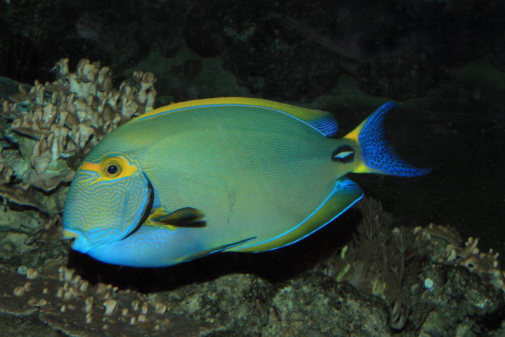 Tang: Dussumier; Aus.