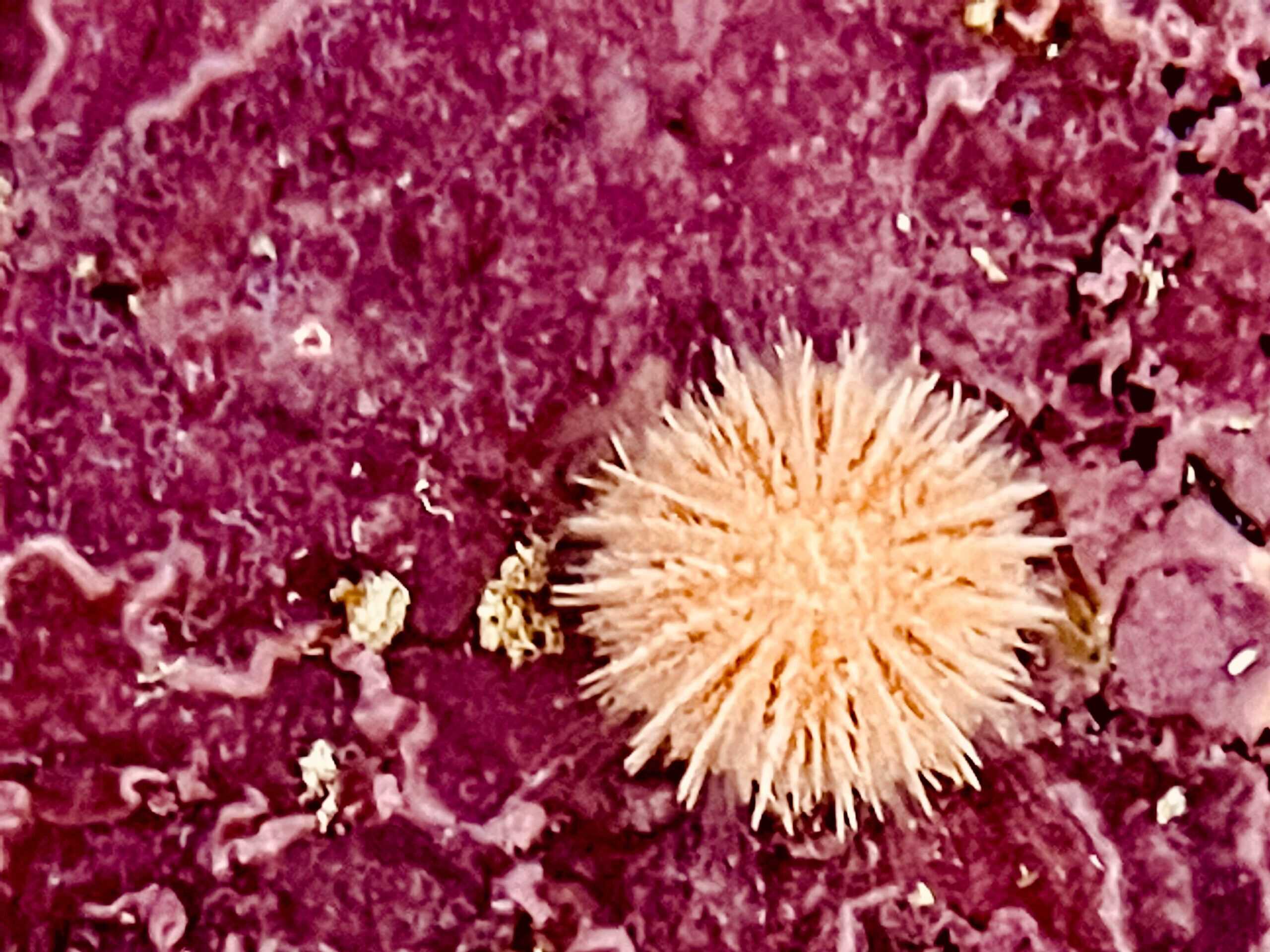 Urchin: Orange; I.O.