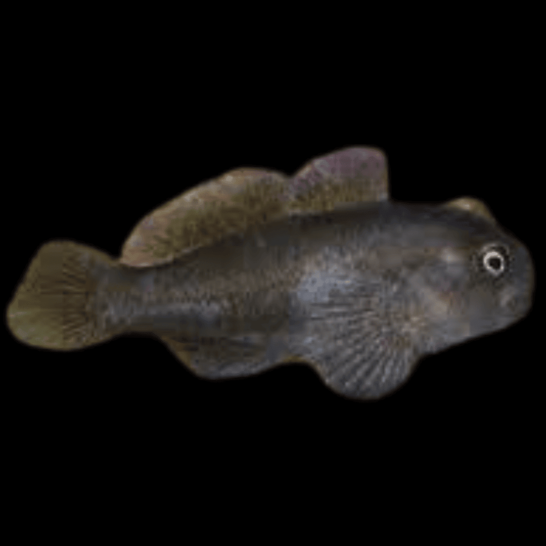 Goby: Black Clown