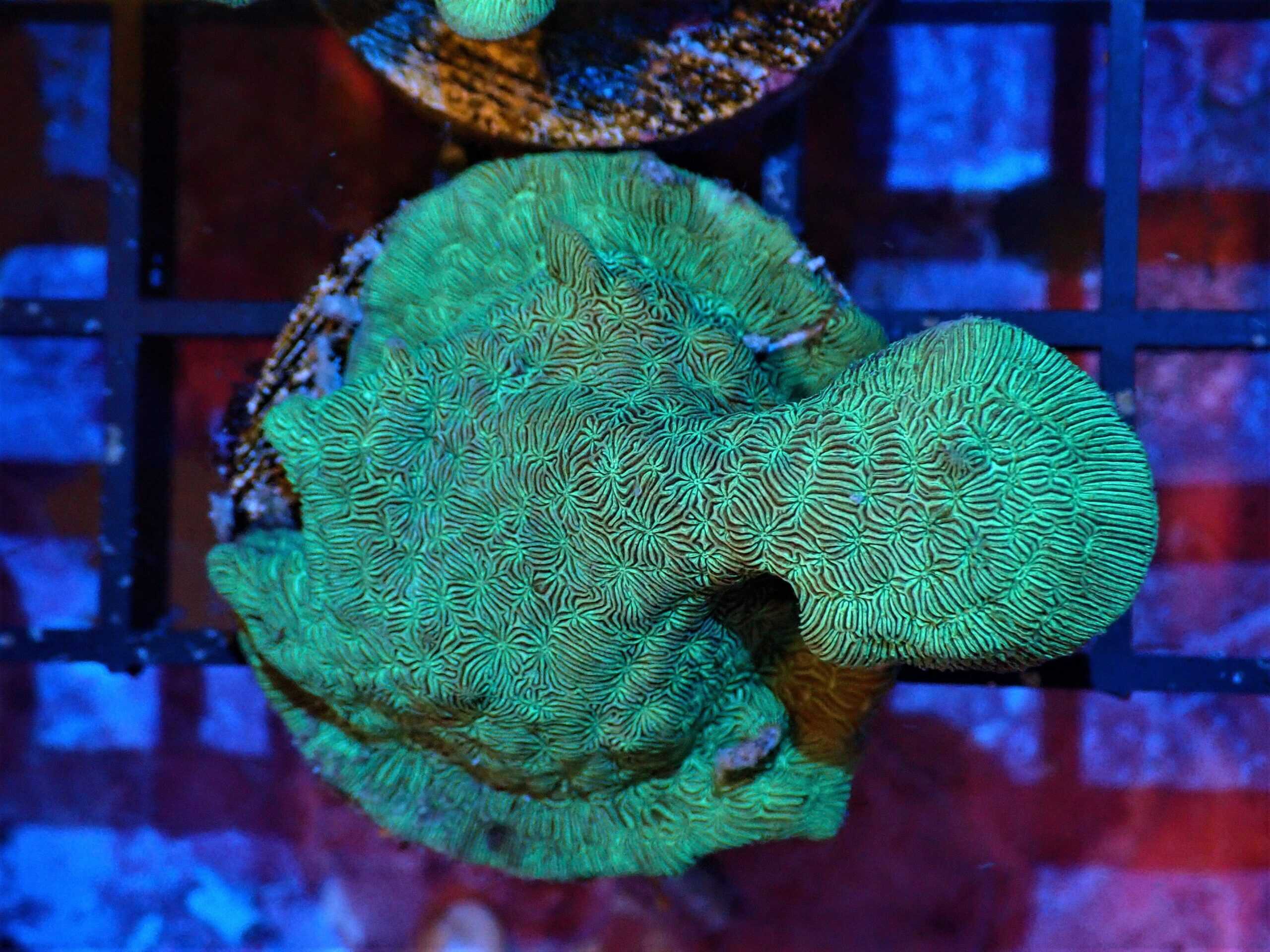 SDC Pavona: Grn Cactus Cult