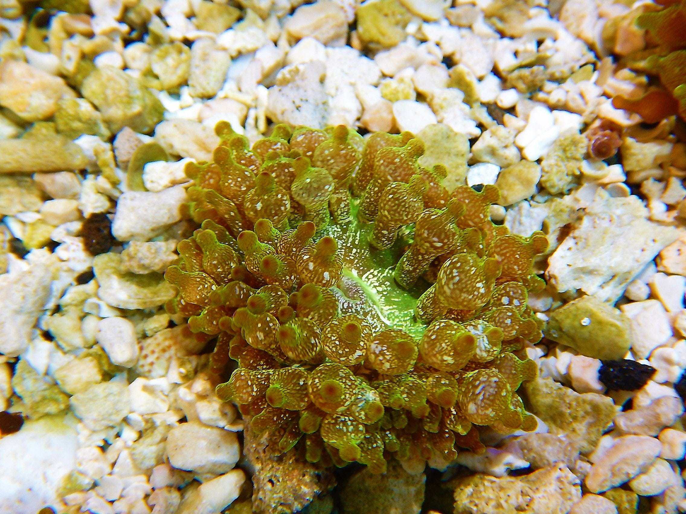 Anemone: Bubble Acid Wash Color