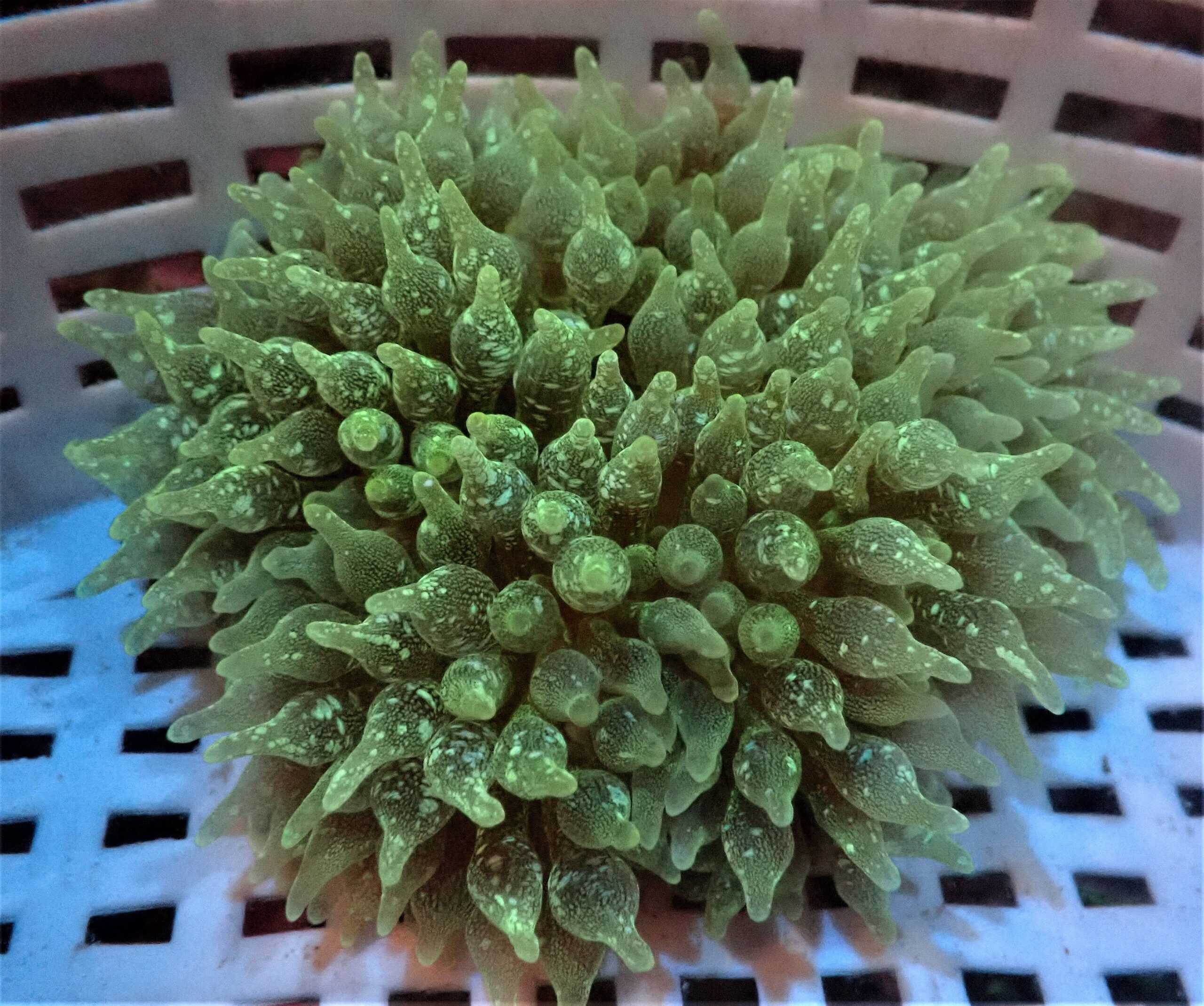 Anemone: Bubble Acid Wash Green