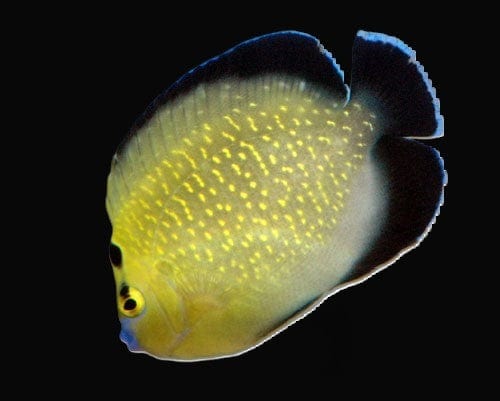 Goldflake Angel marine fish showing gold flakes and blue face swimming around.