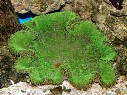 Anemone: Adhesive; Ultra