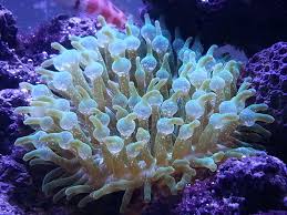 Anemone: Bubble; Fiji