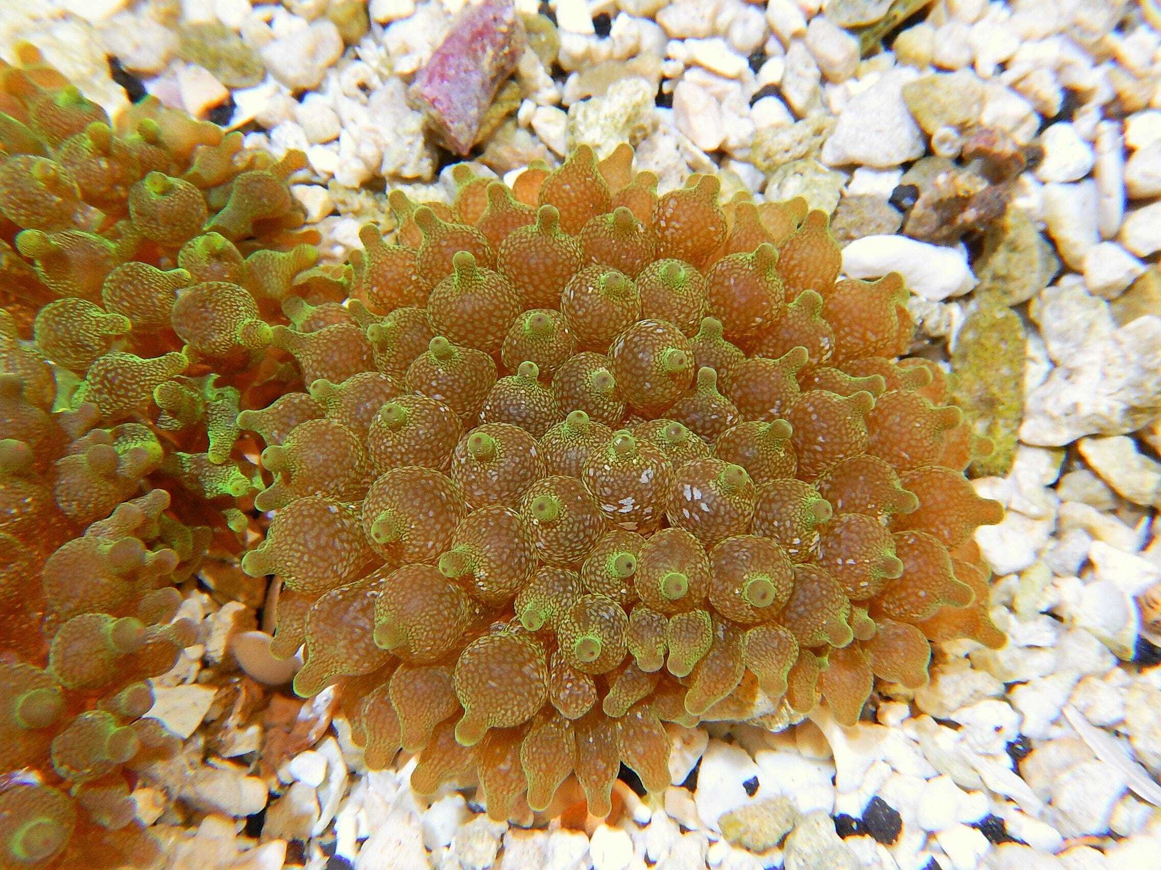 Anemone: Bubble Acid Wash Ultra