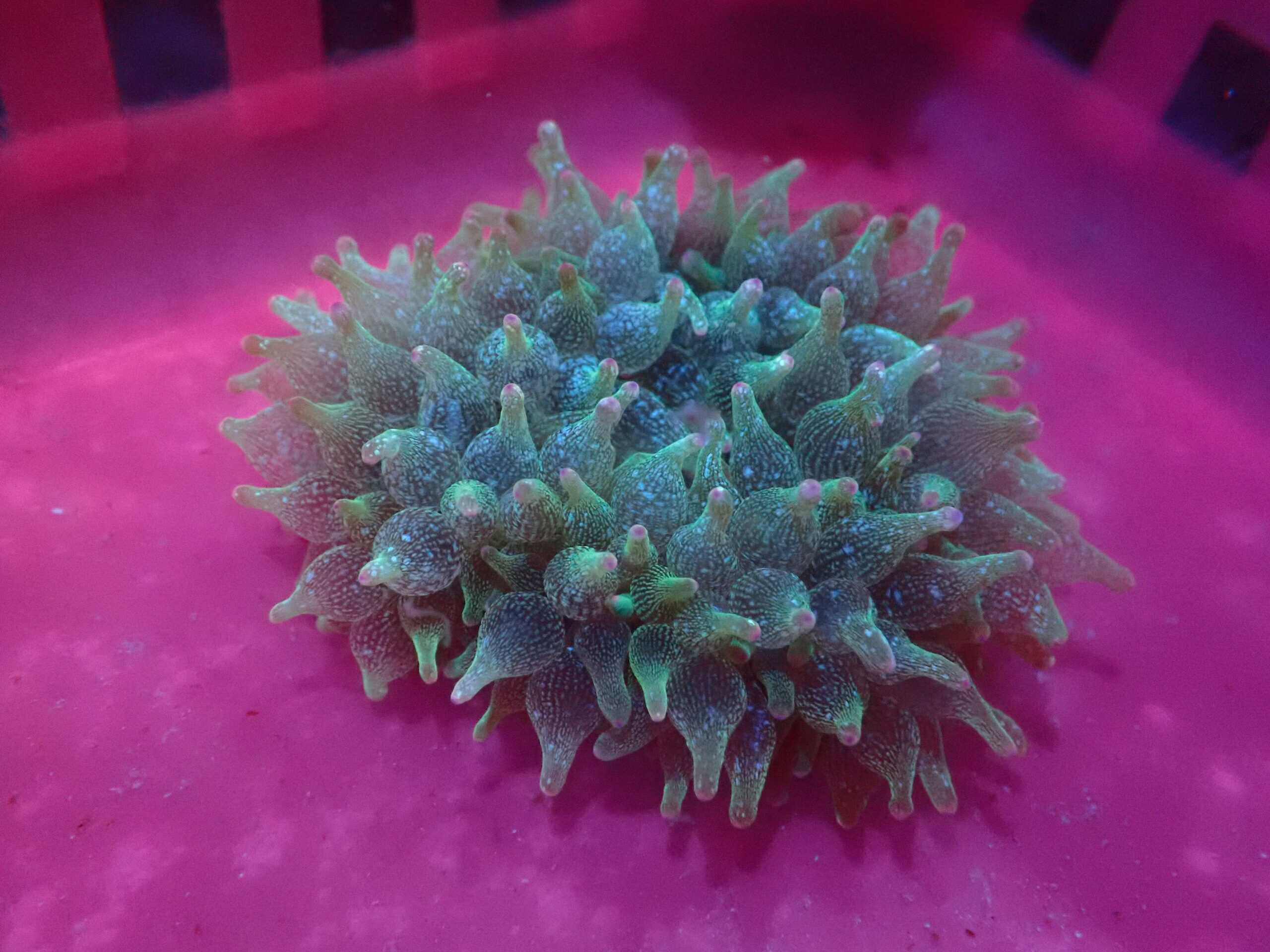 Anemone: Bubble; Acd Wsh Prple Bse Col