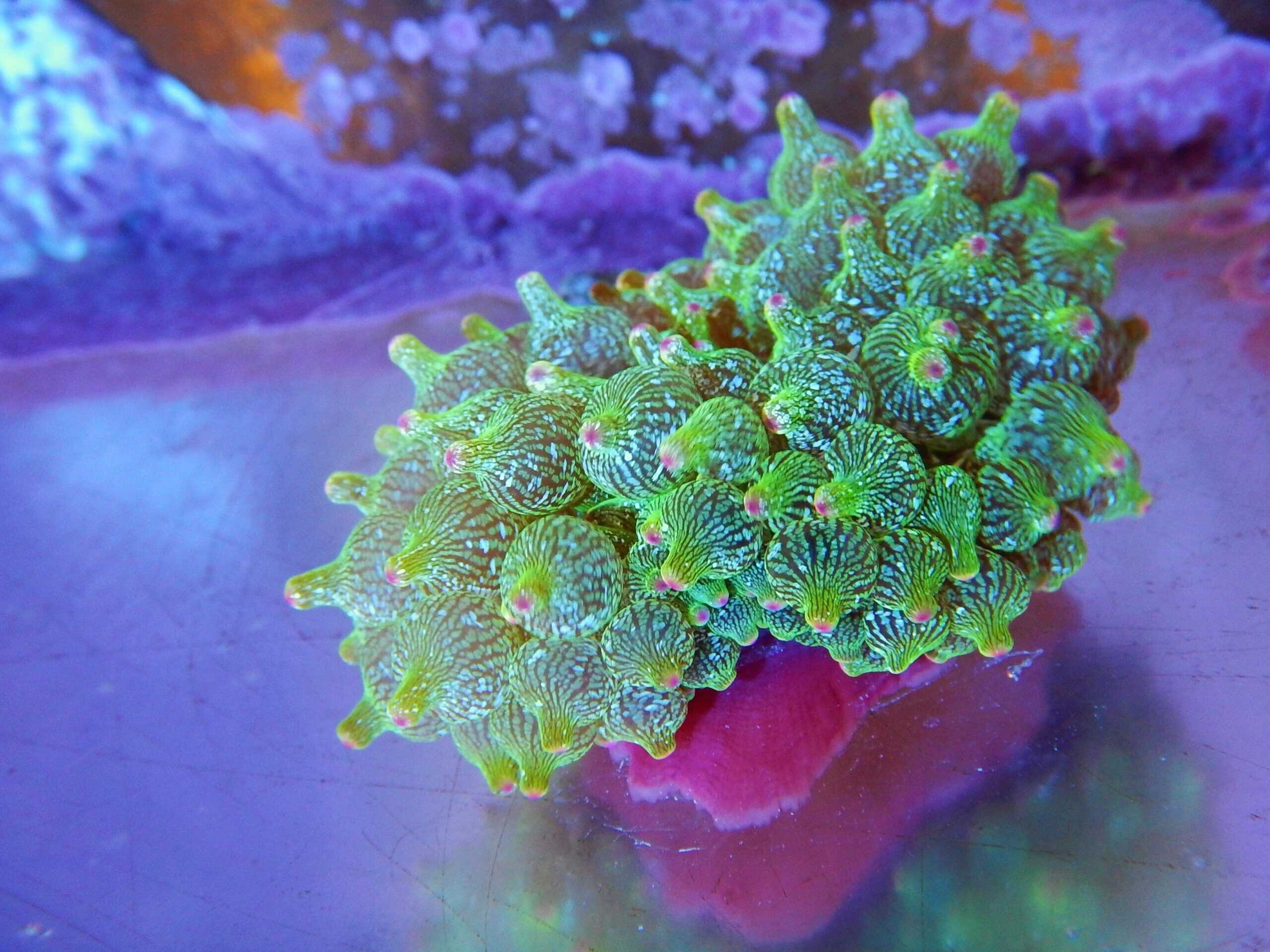 Anemone: Bubble; Acd Wsh Prple Bse Grn