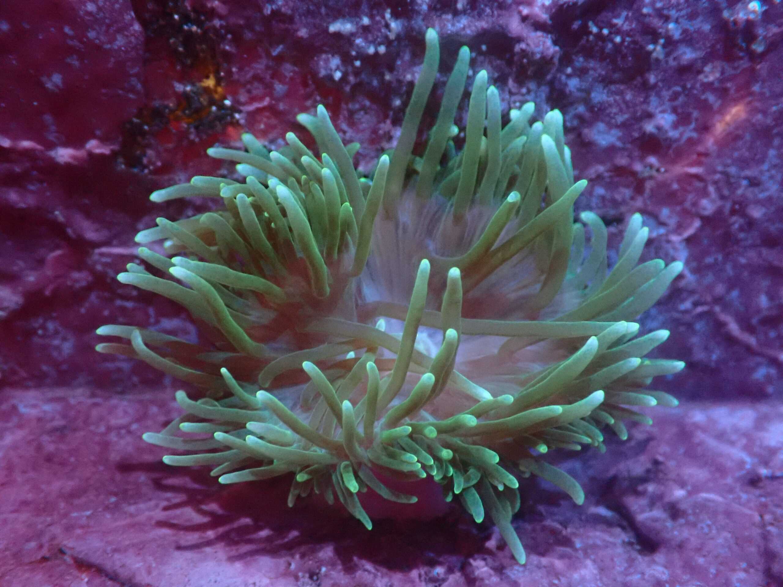 Anemone: Bubble; Purple Base Color