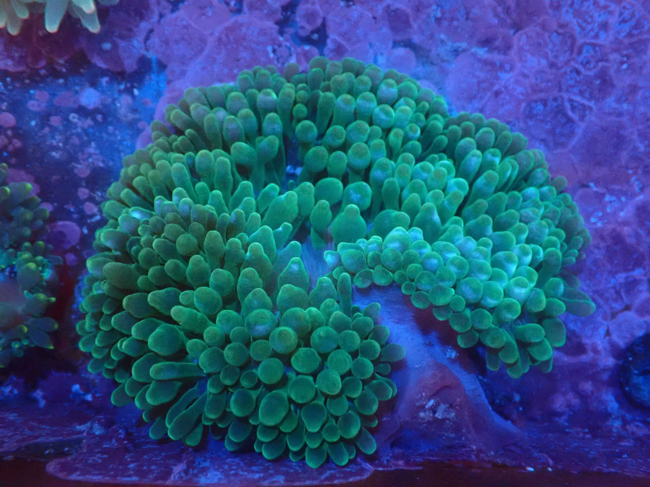 Anemone: Bubble; Purple Base Green
