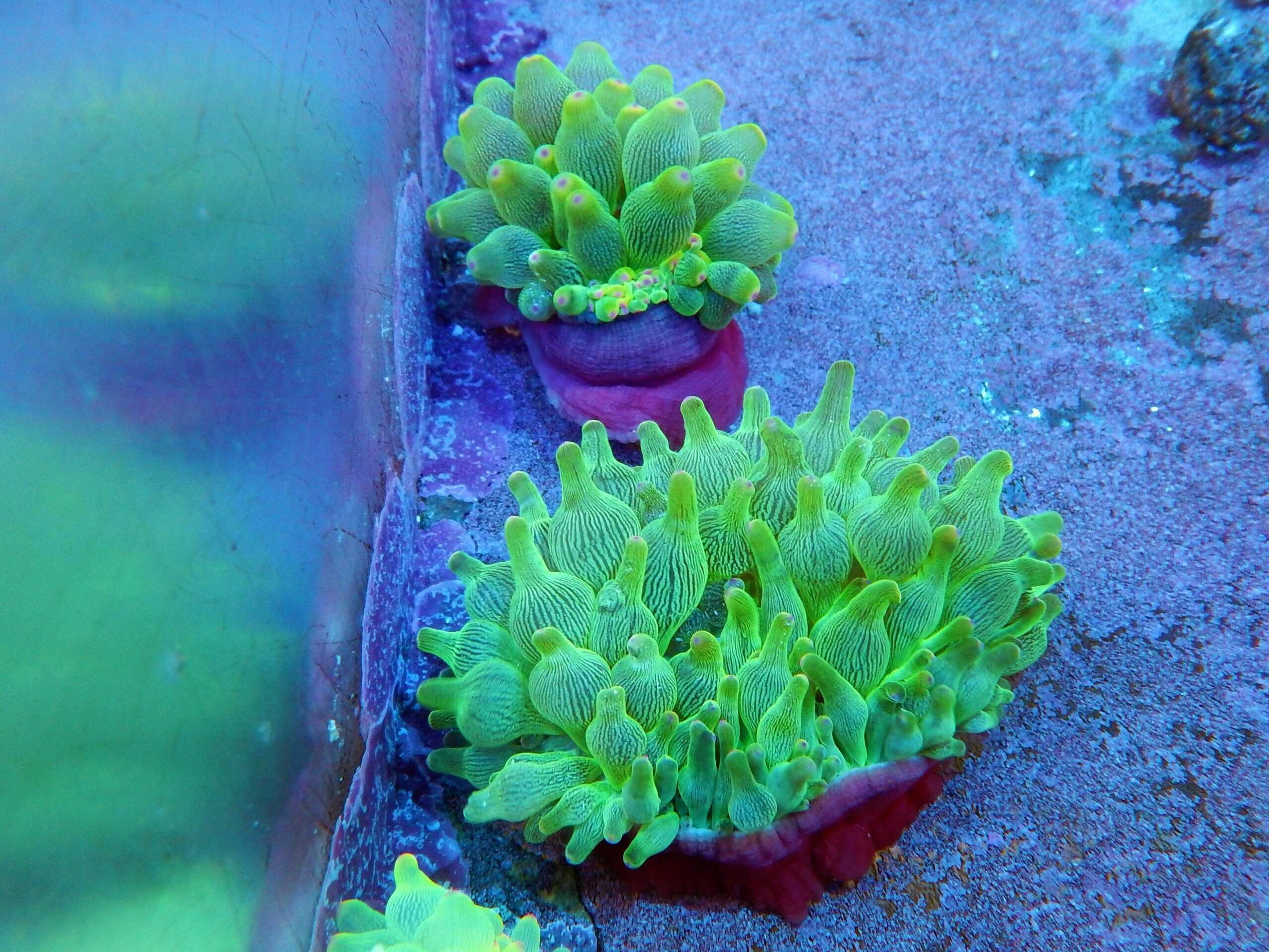 Anemone: Bubble; Purple Base Ultra