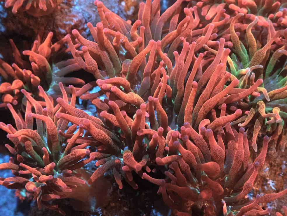 Anemone: Bubble; Rose Super TR