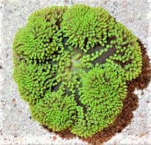 Anemone: Carpet; Green