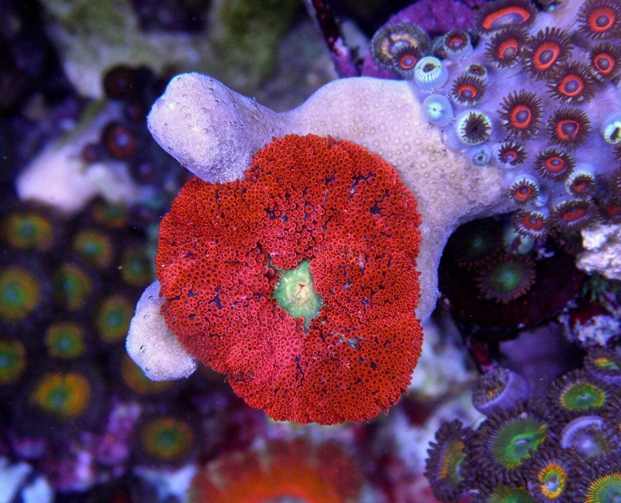 Anemone: Carpet : Mini Red - Nano