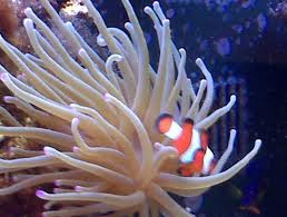 Anemone: Condylactis