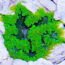 Anemone: Flower;Super Grn;FLA