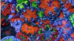 Anemone: Flower;Red/Orng; FLA