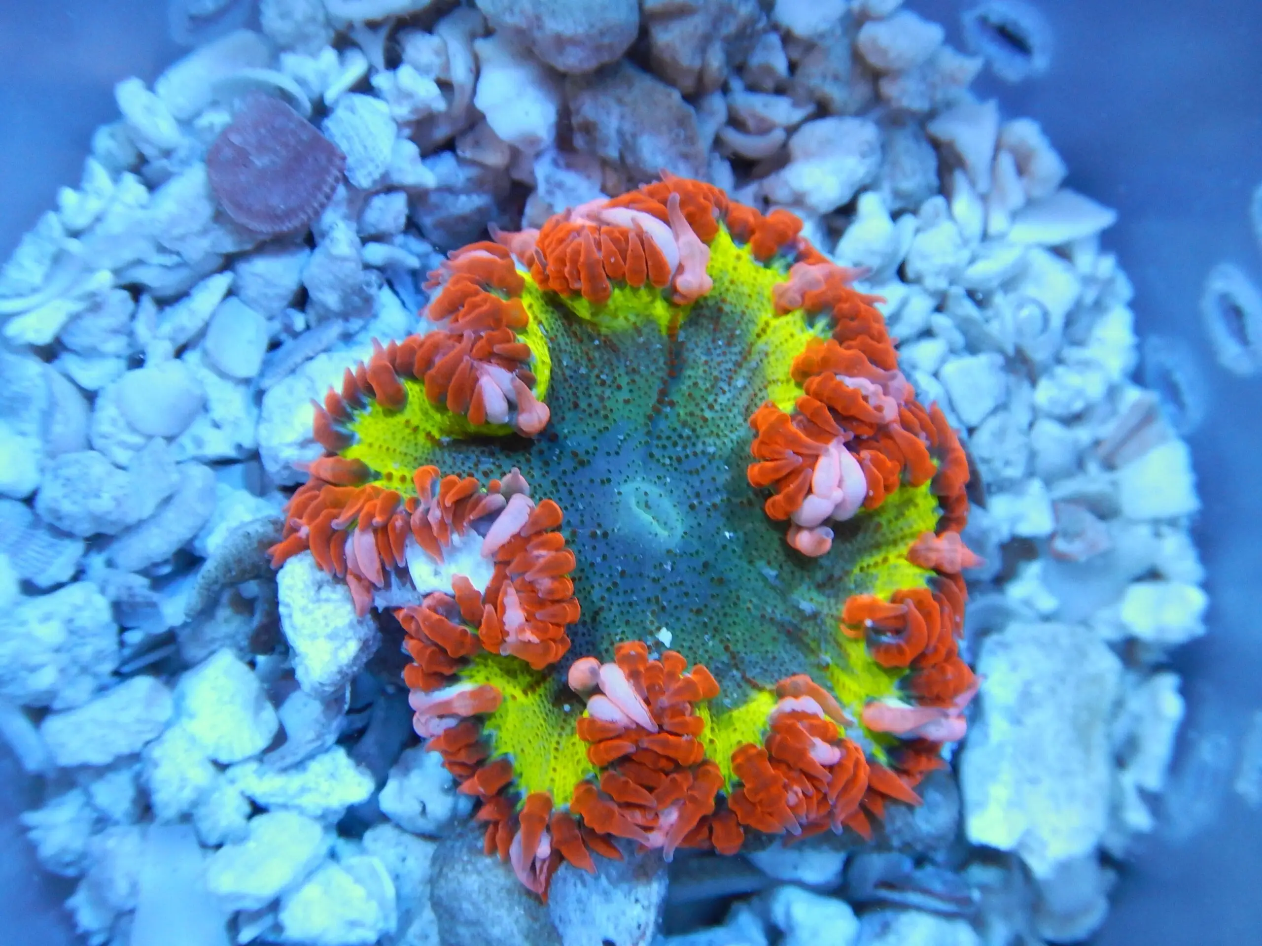 Anemone: Flower; Ultra; Atl