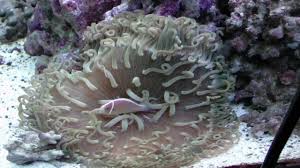 Anemone: Long Tentacle