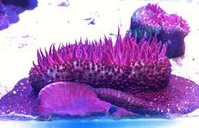 Anemone: Maroon; Haw.