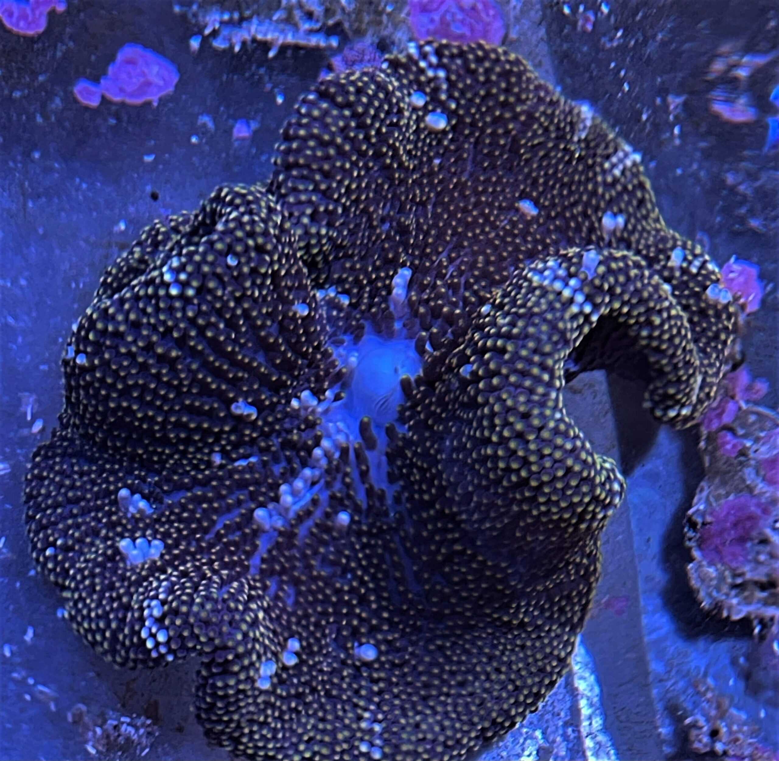 Anemone: Mertensi Carpet - Stic