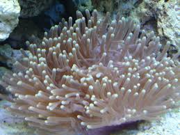 Anemone: Ritteri; Fiji