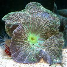 Anemone: Saddle Colored; Africa