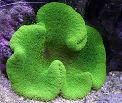 Anemone: Saddle; Lime Green